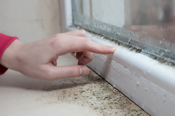 Best Mold Odor Removal Services  in Waikele, HI